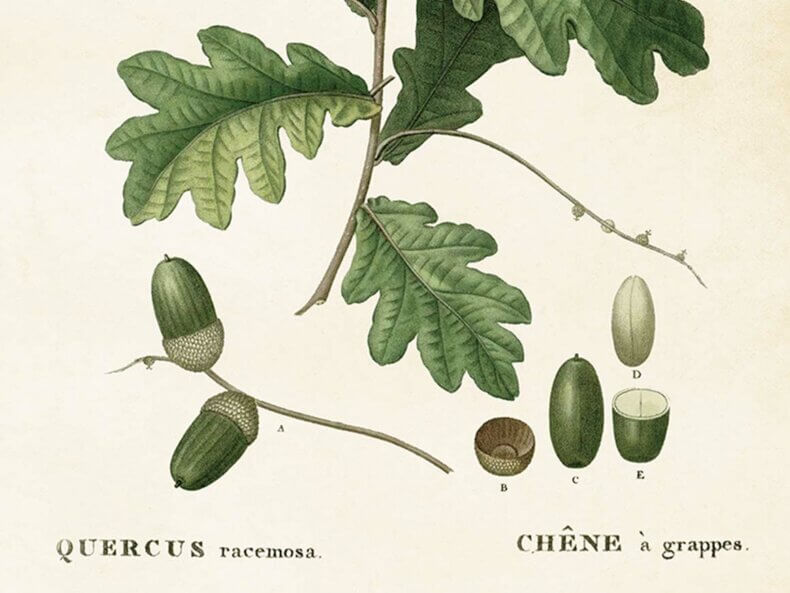 Acorn-Poster-50x70-cm-Sköna-Ting
