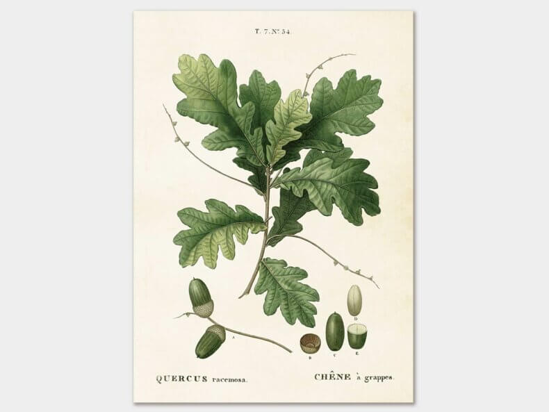 Acorn-Poster-50x70-cm-Sköna-Ting-kaufen