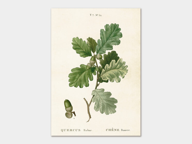 Acorn-Poster-Sköna-Ting