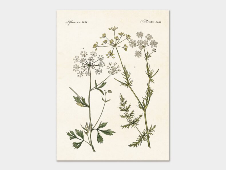 Anise-cumin-Poster-18x24-cm-Sköna Ting