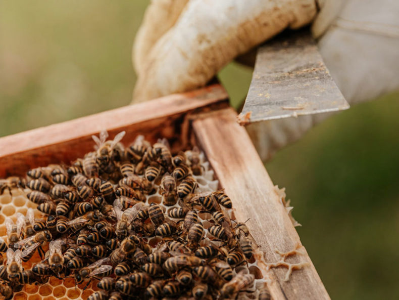 Bienenwachs DUFTE Manufaktur