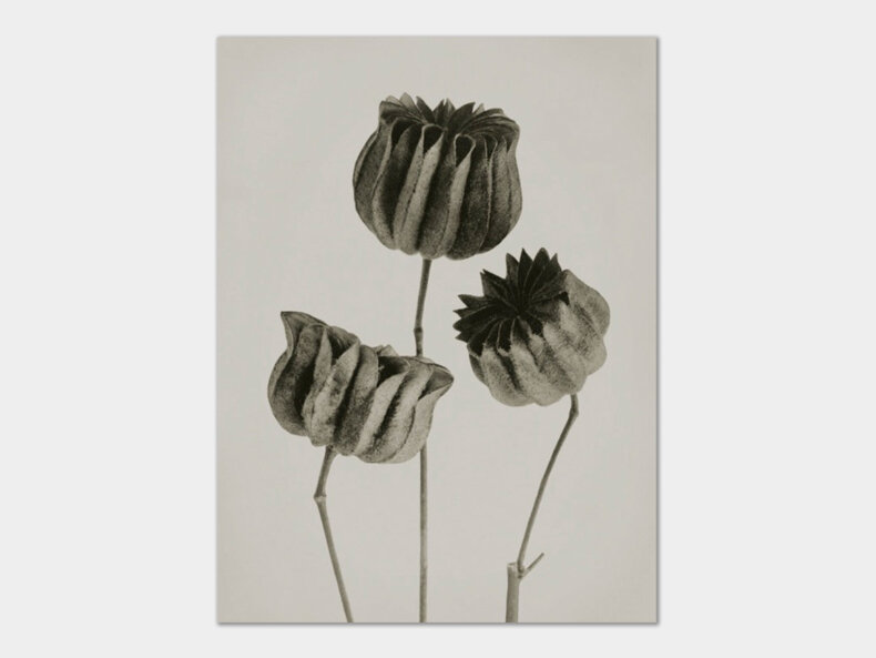 Blossfeldt-Abutilon-Kunstdruck-30x40-cm-Sköna-Ting