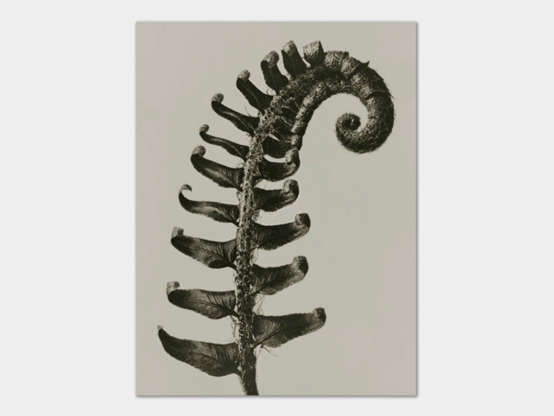 Blossfeldt-Schildfarn-Kunstdruck-30x40-cm-Sköna-Ting