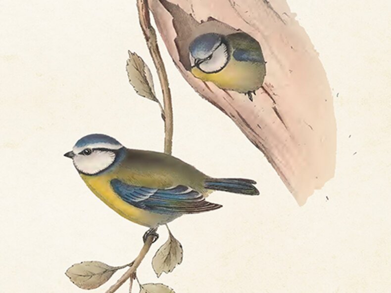 Blue-tits-Poster-18x24cm-Sköna-Ting