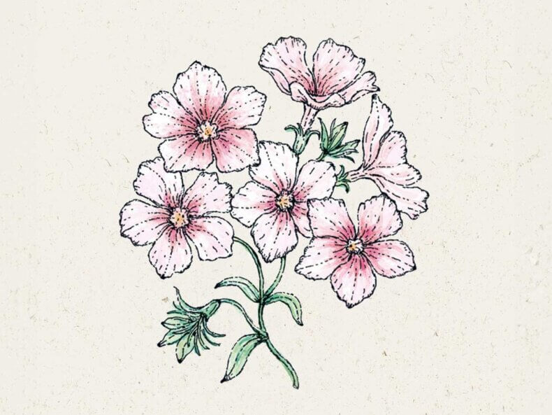 Sommer-Phlox Blushing Bride (Phlox drummondii) | Von Jora Dahl