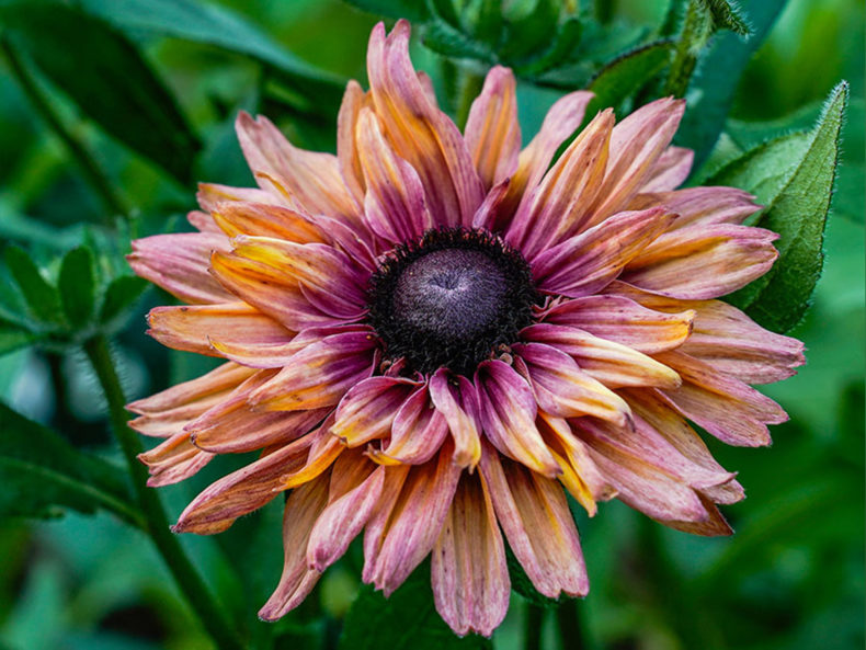Rudbeckia ‚Sahara‘ (Sonnenhut) – Bild 3