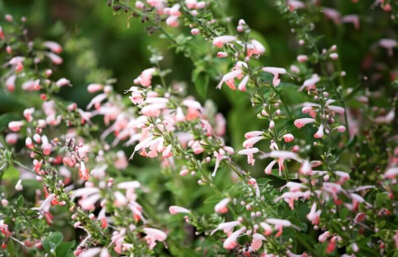 Blutsalbei-Blumensamen-filipok