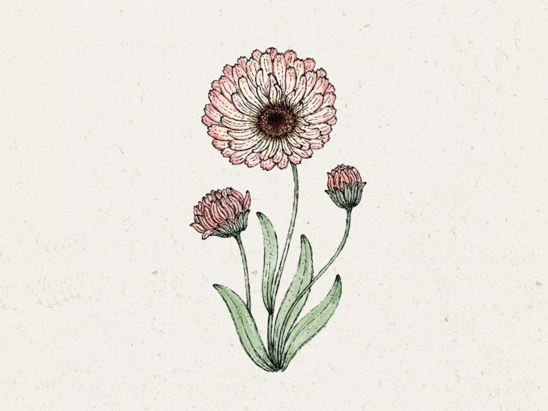 Calendula ‚Bronzed Beauty‘ (Ringelblume)