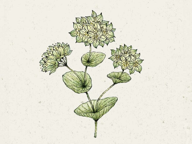 Bupleurum-rotundifolium-Griffithii-Hasenohr-Blumensamen