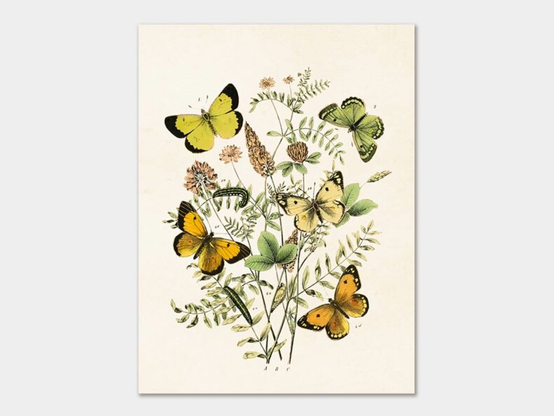 Butterflies-Poster-18x24-cm-Sköna-Ting