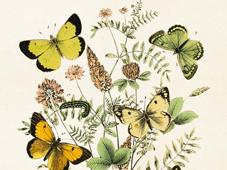 Butterflies-Poster-Sköna-Ting