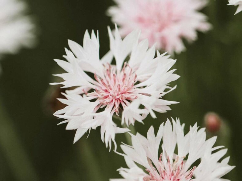 Centaurea-Cyanus-Classic-Romantic-Kornblume