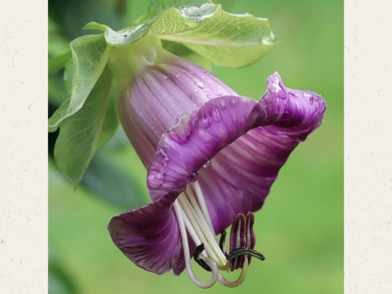 Cobaea-scandens-Violet-Glockenrebe-joradahl