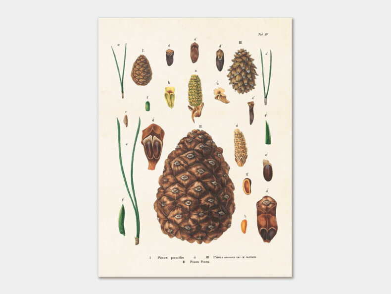 Cones-Poster-Sköna-Ting