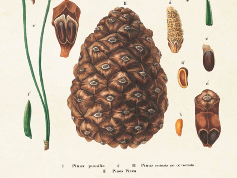 Cones-Poster-Sköna-Ting-kaufen