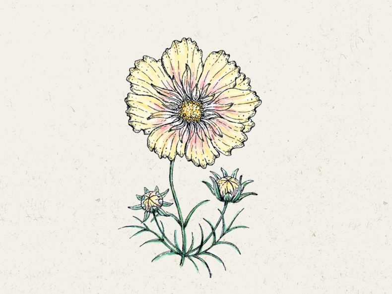 Cosmos-Xanthos-JORA-DAHL