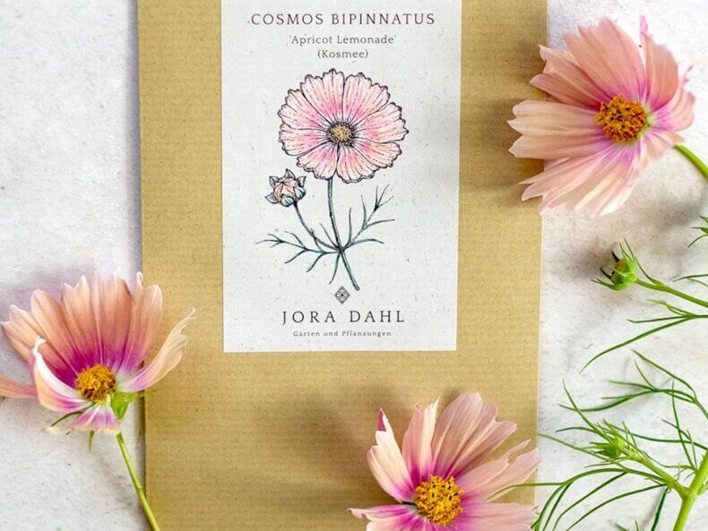 Saatguttüte von Jora Dahl mit farbiger Illustration der Cosmos bipinnatus ‘Apricot Lemonade’ in einem warmen Aprikose‑Rosé‑Mix, dekorativ arrangiert neben echten Blüten.