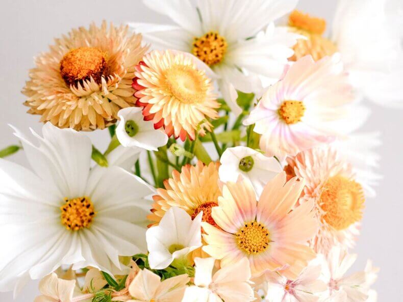 Nahaufnahme einer Gruppe blühender Cosmos bipinnatus ‘Apricot Lemonade’ mit großen, licht aprikot‑rosa Blüten mit gelben Mitte, wild und üppig im grünen Beet stehend.