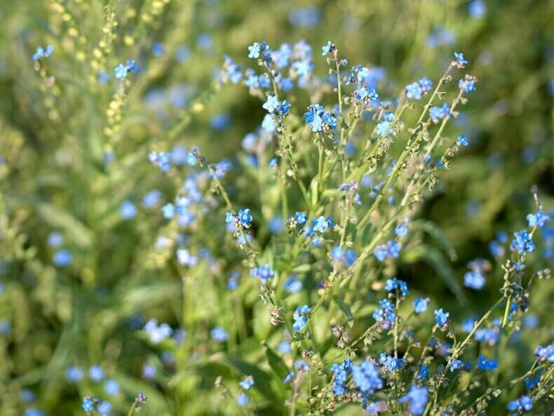 Cynoglossum-amabile-Firmament-Chinesisches-Vergissmeinnicht