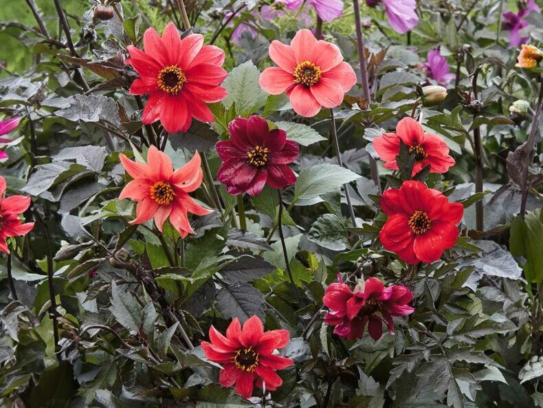 Dahlia-variabilis-Bishop’s-Children-Dahlie-Blumensamen