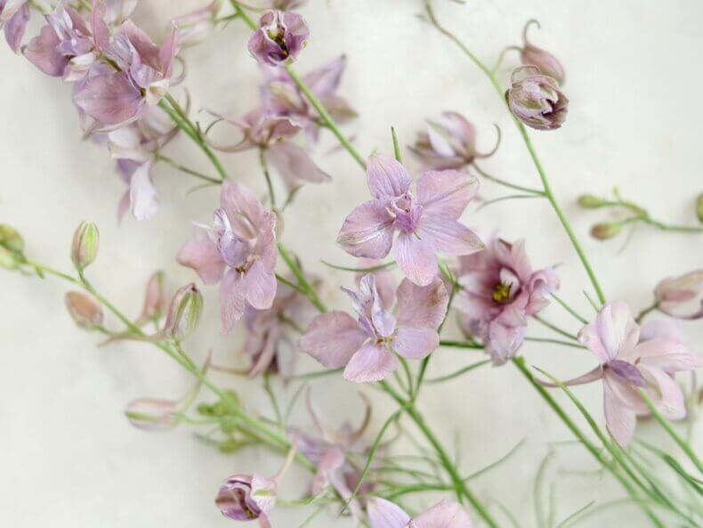 Delphinium-consolida-Misty-Lavender-Rittersporn