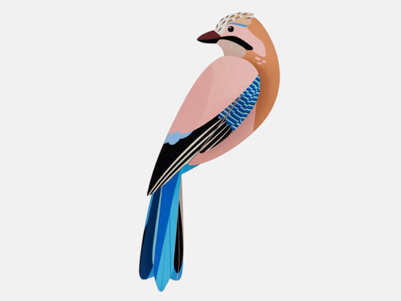 Jay | Eichelhäher