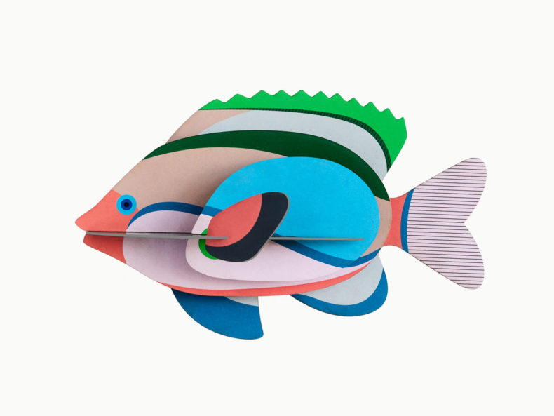 Fairy-Wrasse-studioroof