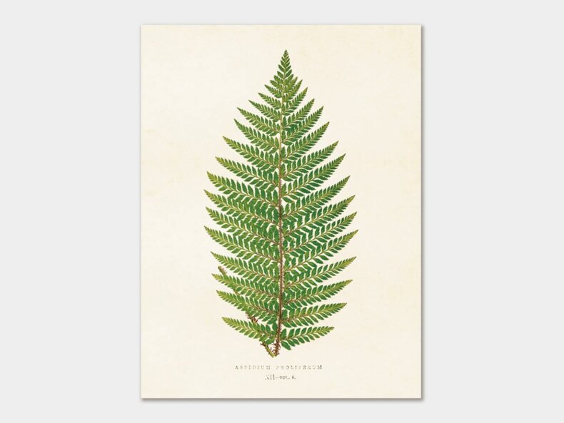 Fern-18x24-Sköna-Ting
