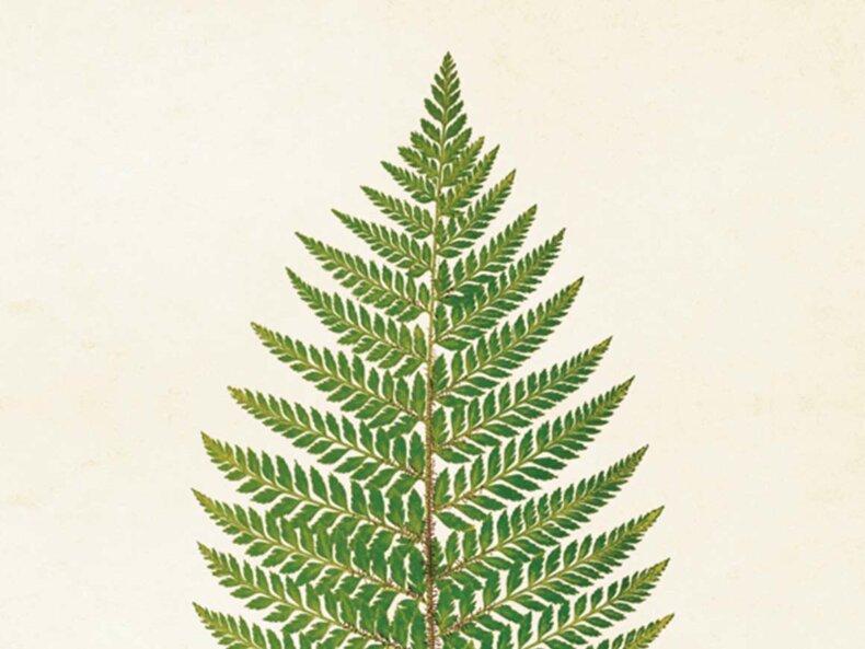 Fern-Poster-18x24-Sköna-Ting