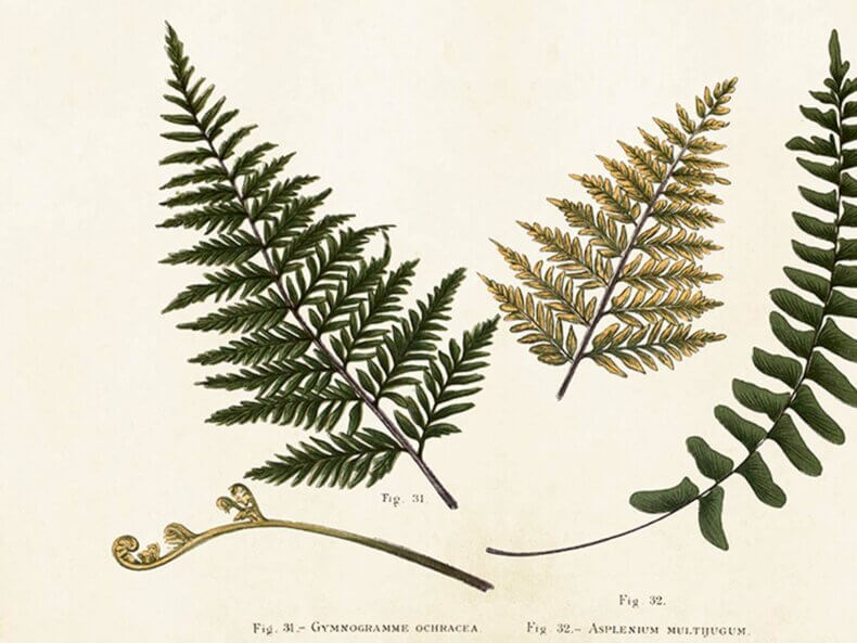 Ferns-Poster-35x50-cm-Sköna-Ting