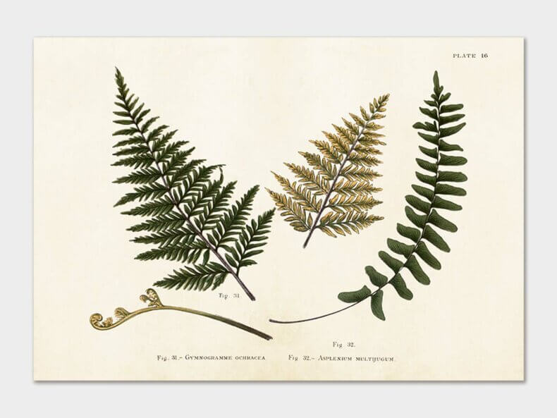 Ferns-Poster-35x50-cm-Sköna-Ting-kaufen
