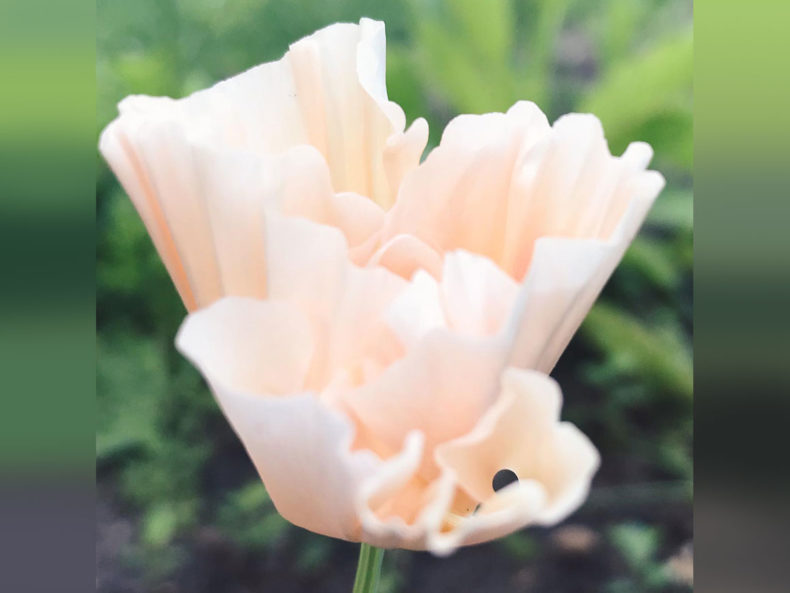 Goldmohn Blüte Jora Dahl kaufen