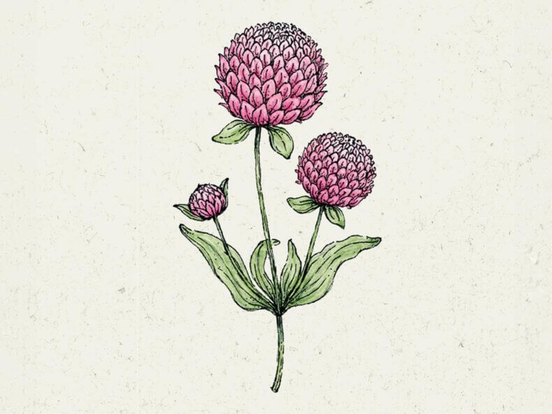 Gomphrena-globosa-Rose-Kugelamarant