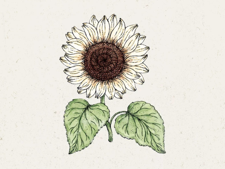 Helianthus-debilis-Italian-White-Sonnenblume-joradahl