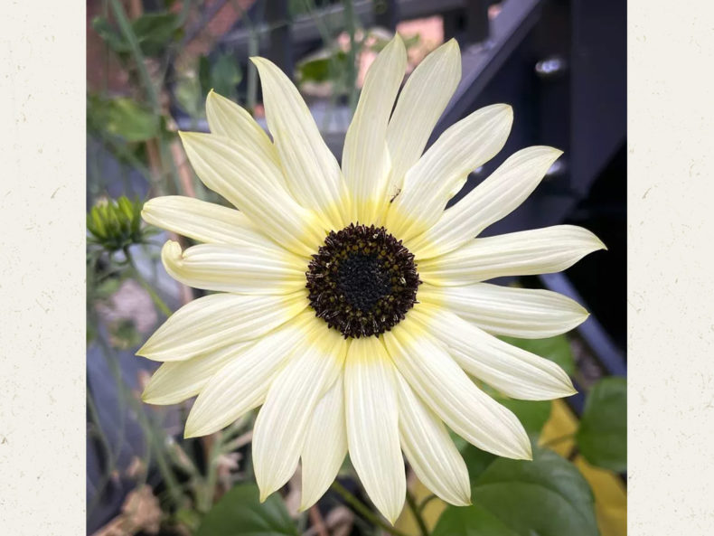 Italian-White-Sonnenblume-joradahl