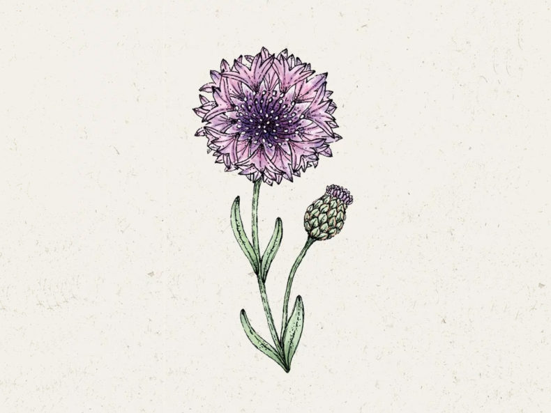 JORA-DAHL-Centaurea-Cyanus-Classic-Magic-Kornblume