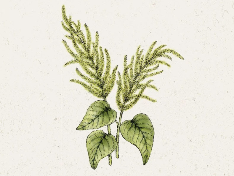 JORA-DAHL-Fuchsschwanz-Green-Cascade