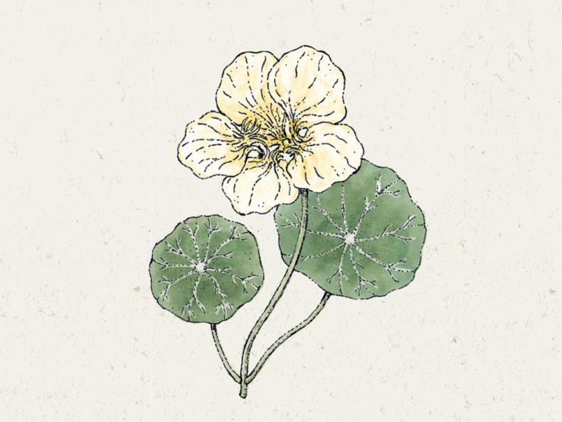‚Milkmaid‘ Kapuzinerkresse