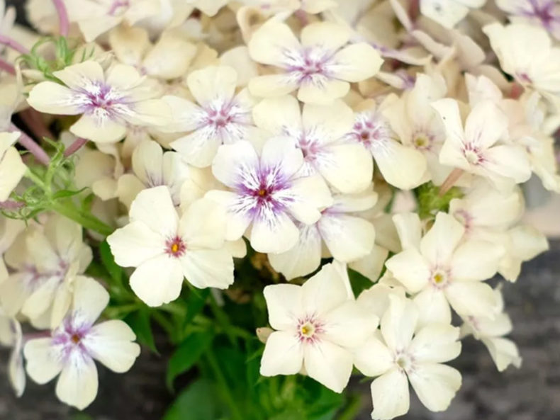 JORA-DAHL-Sommer-Phlox