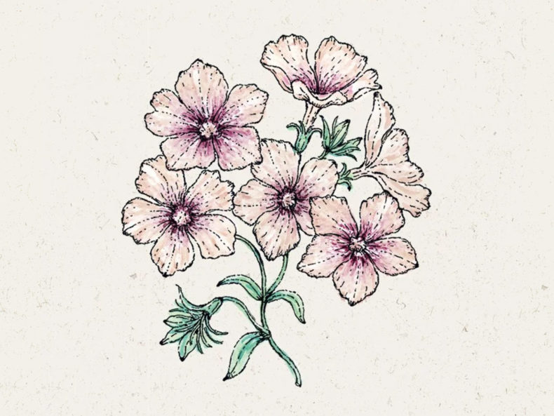 JORA DAHL Sommer-Phlox-Crème-Brûlée Phlox drummondii