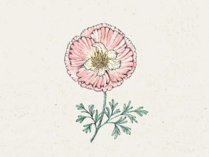 JORA-DAHL-Thai-Silk-Appleblossom-Blumensamen