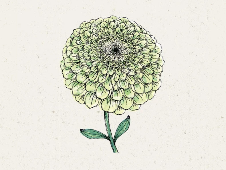 JORA-DAHL-Zinnia-elegans-Benarys-Giant-Lime