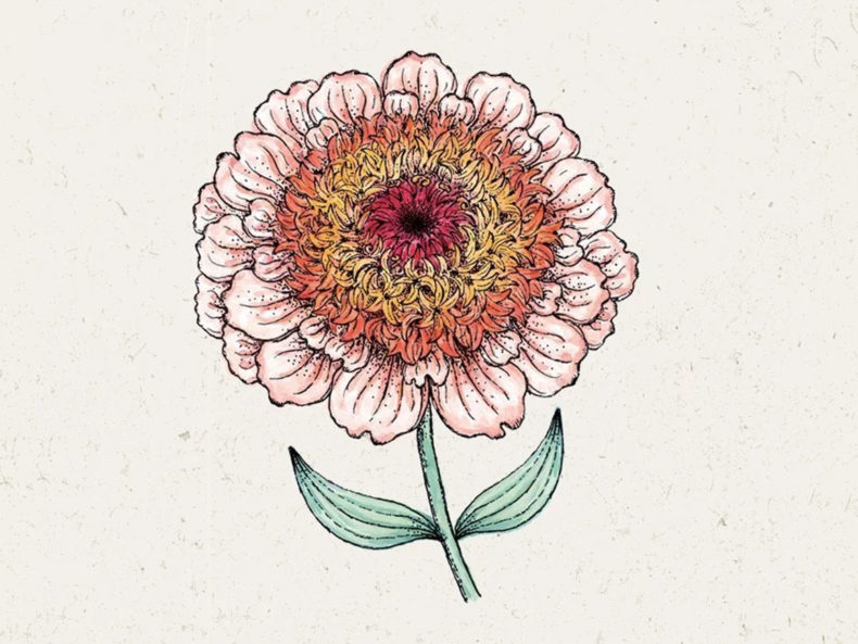 JORA-DAHL-Zinnia-elegans-Zinderella-Peach