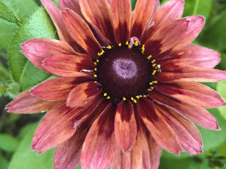 Jora Dahl Blumensamen Sonnenhut Samentütchen