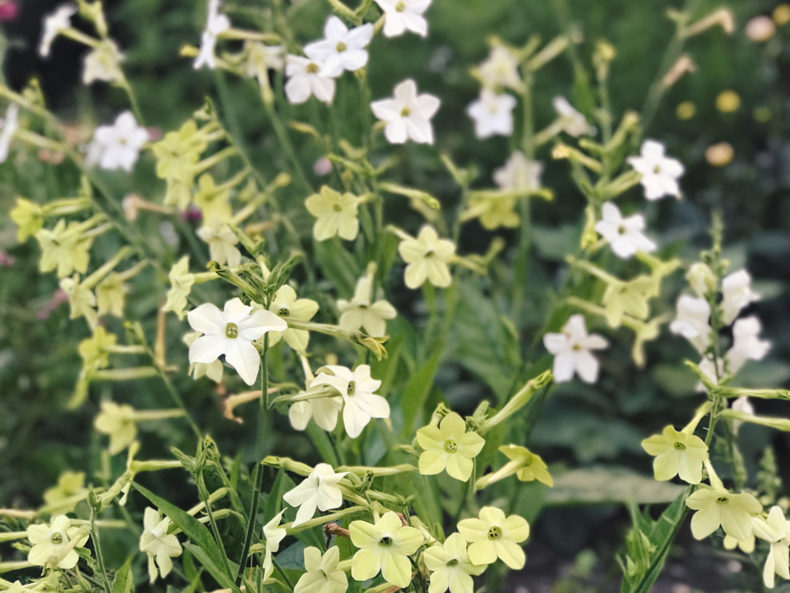 Jora Dahl Blumensamen: Ziertabak