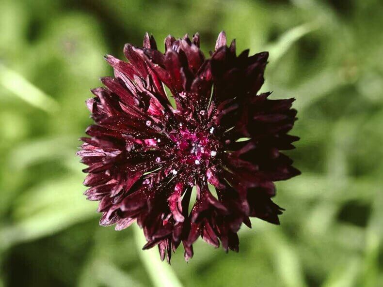 Jora-Dahl-Centaurea-Kornblume-Blumensamen