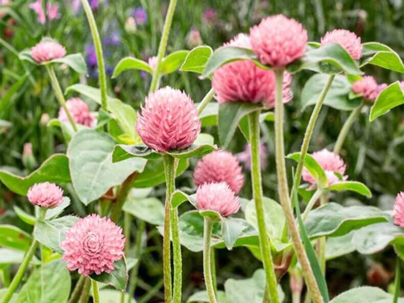 Jora-Dahl-Gomphrena-globosa-Salmon-Pastel-Blumensamen