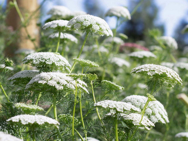 Knorpelmöhre (Ammi majus) – Bild 2
