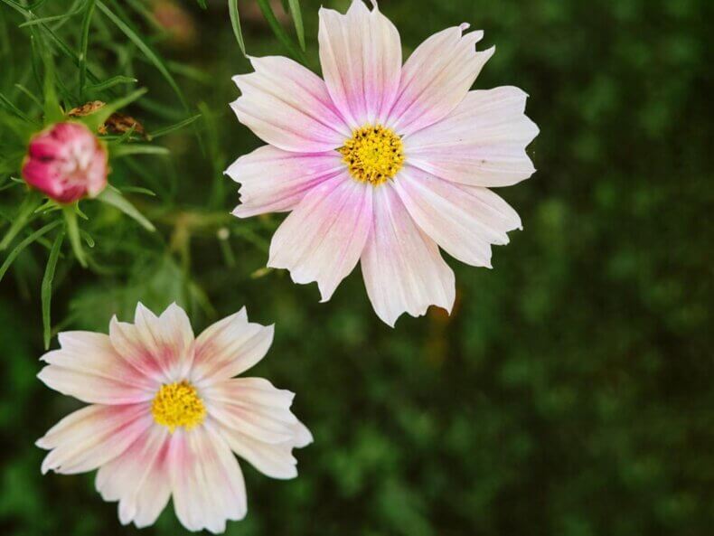 Lockerer Strauß aus Cosmos bipinnatus ‘Apricot Lemonade’ in Apricot‑Creme‑Rosé Farbtönen in einer Glasvase auf hellem Holztisch, natürlicher Look.