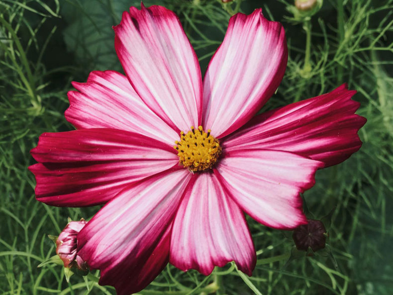 Kosmee dunkelrote Blüte Blumensamen